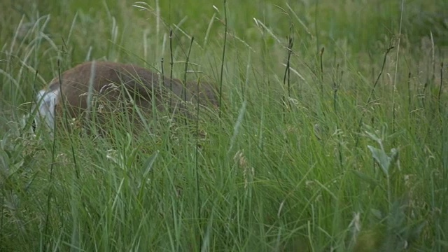 在约塞米蒂国家公园吃草的骡鹿视频素材