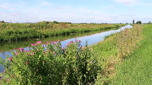 夏天，在英国剑桥郡沼泽的一个沼泽排水水道上视频素材