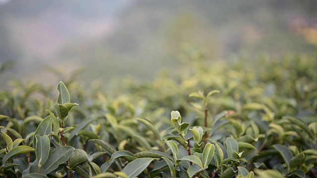 茶树视频下载