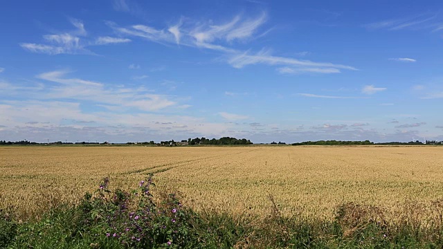 英国，剑桥郡，英格兰，英国视频素材