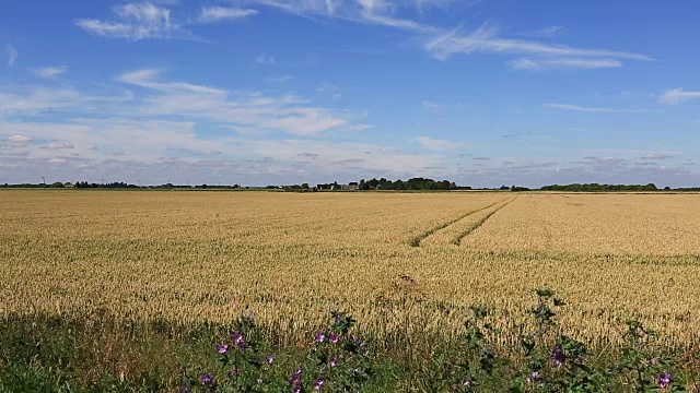 英国，剑桥郡，英格兰，英国视频素材