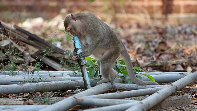 猴子饮水管道视频素材