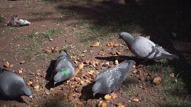 鸽子吃面包视频下载