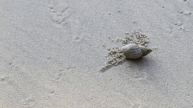 寄居蟹视频素材