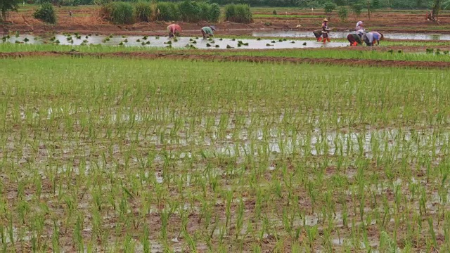 水稻种植视频素材