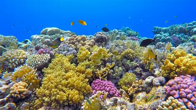 红海上丰富多彩的海洋生物珊瑚礁和大量的鱼类视频购买