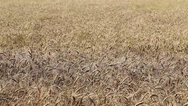 麦田。视频素材