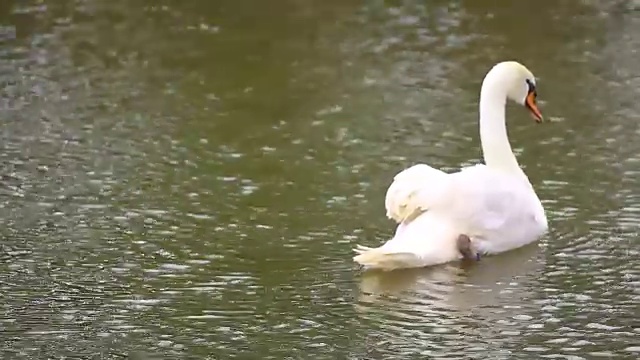 白天鹅在水河里游泳视频素材