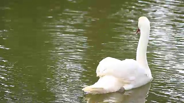 白天鹅在水河里游泳视频素材