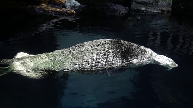 海獭视频素材