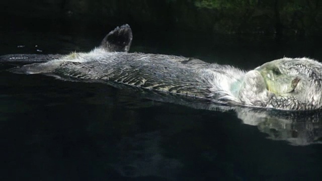 海獭视频素材