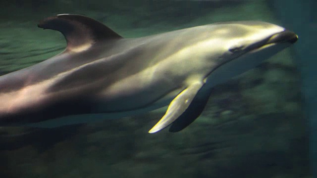 太平洋怀特塞德dolphine视频素材