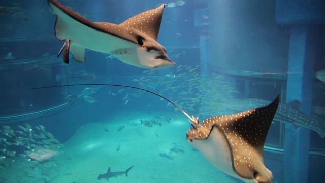 水族馆里的斑鹰鳐视频素材