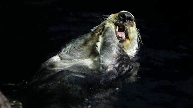 海獭视频素材