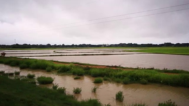 稻田视频素材