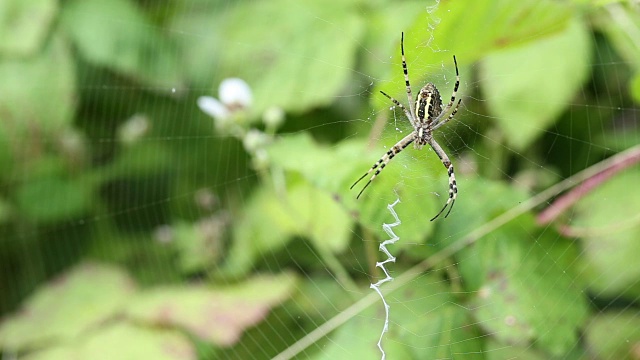 Argiope bruennichi。蜘蛛潜伏的猎物。视频素材