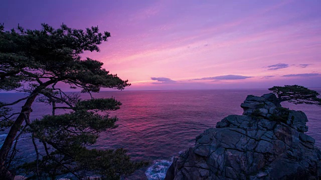 在清晨浅紫色的天空下，在Hajodae海滩(热门旅游目的地)的松树延时拍摄视频素材