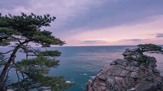 在Hajodae海滩(热门旅游目的地)的清晨延时拍摄松树视频素材