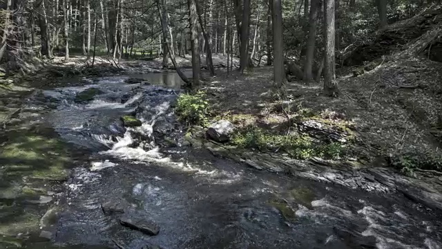 森林流视频素材