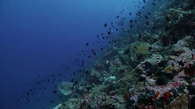 大群的触发鱼在深海中游动视频素材