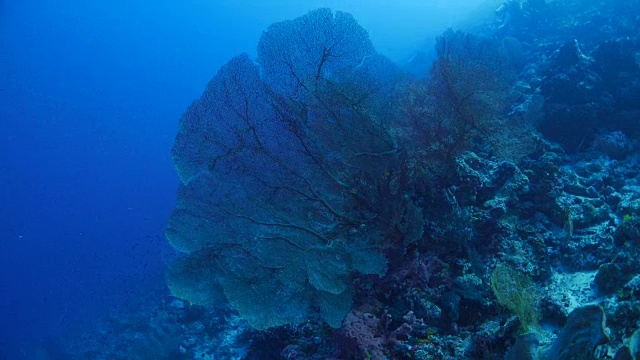 深海中的超级巨型红海扇形珊瑚视频素材