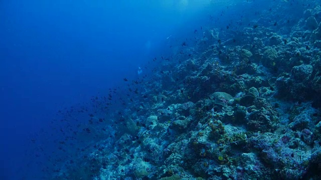 潜水，鱼群，热带海洋视频素材