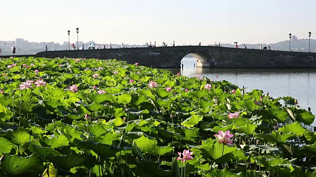 中国杭州西湖断桥上的荷花田视频素材