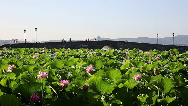 中国杭州西湖断桥上的荷花田视频素材