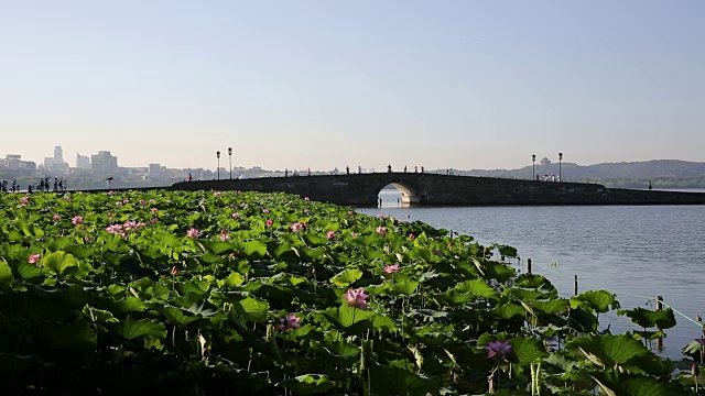 中国杭州西湖断桥上的荷花田视频素材