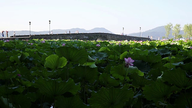 中国杭州西湖断桥上的荷花田视频素材