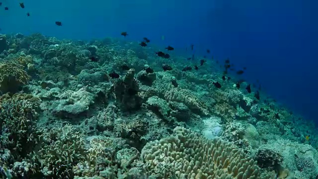 潜水，海底，热带珊瑚礁，印度尼西亚视频素材