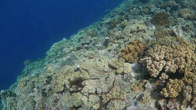 美丽的热带珊瑚礁，印度尼西亚视频素材