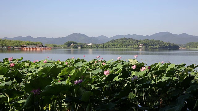 中国杭州西湖上的荷花田视频素材