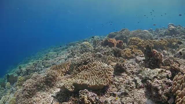 潜水，阳光，珊瑚礁，热带海洋视频素材