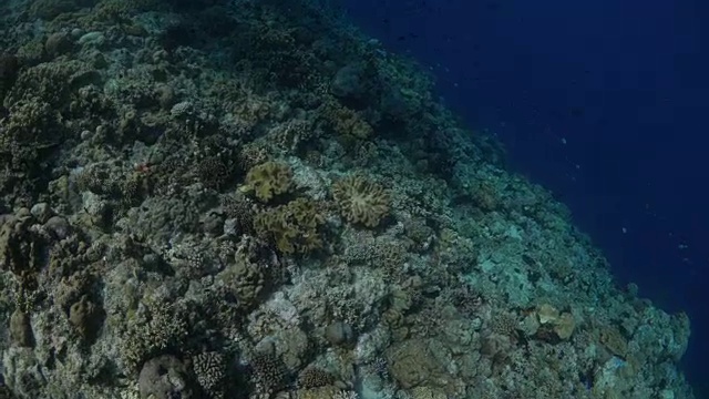 悬崖，珊瑚礁，海底，热带海洋视频素材