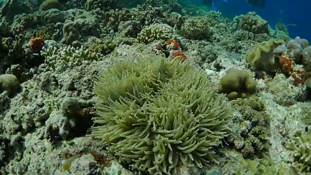 海葵和小丑鱼视频素材