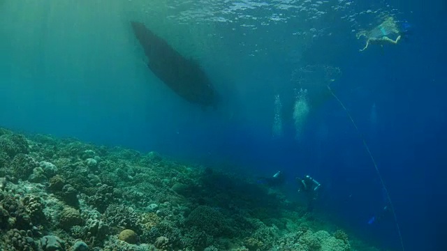 热带海洋休闲潜水视频素材