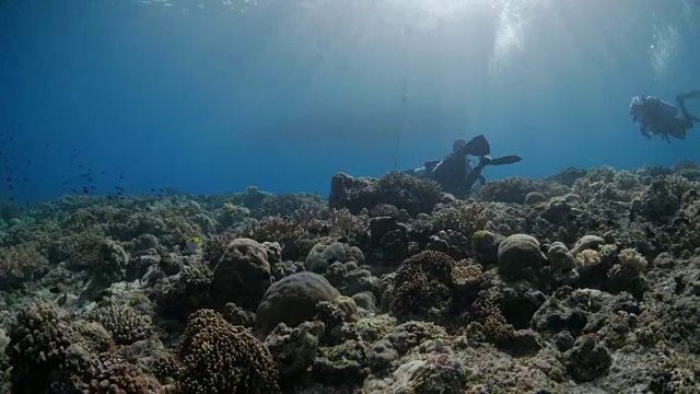 在热带海域的珊瑚礁中潜水视频素材