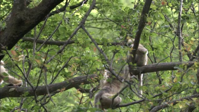 金丝猴爬上树枝，佛坪，中国视频素材