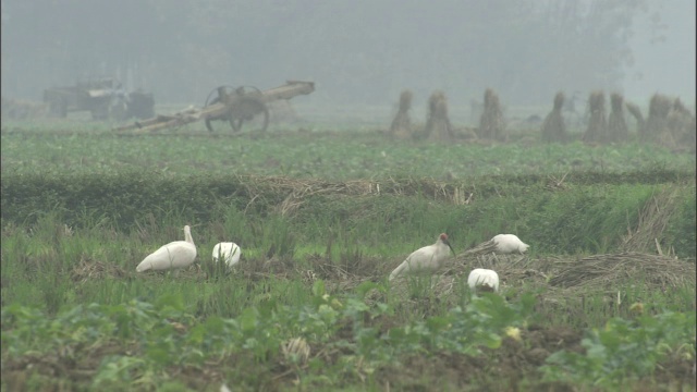 中国九寨沟，朱鹮在野外觅食视频素材