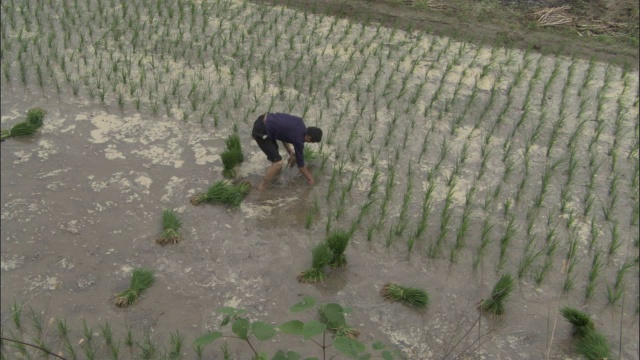 男子在中国秦岭的稻田里种植水稻视频素材