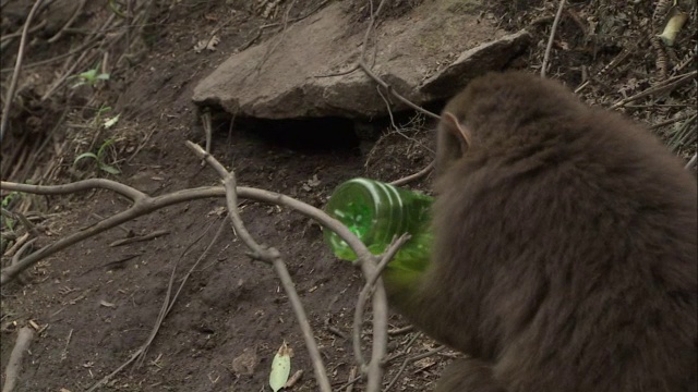 中国峨眉山，藏猕猴咬绿色塑料瓶视频素材