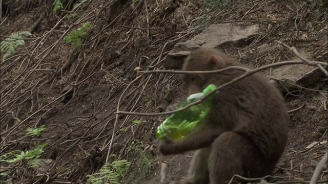 峨眉山生态猴区视频素材