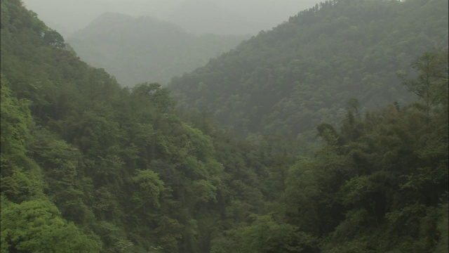 峨眉山的森林斜坡，中国视频素材