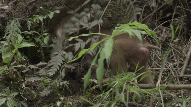 中国峨眉山，小猕猴爬下来找妈妈视频素材