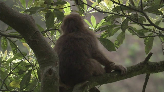 中国峨眉山，一只猕猴坐在树叉上视频素材