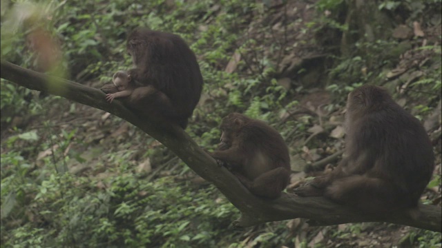 中国峨眉山，三只猕猴排成一行坐在树枝上，一只驯养幼猴。视频素材