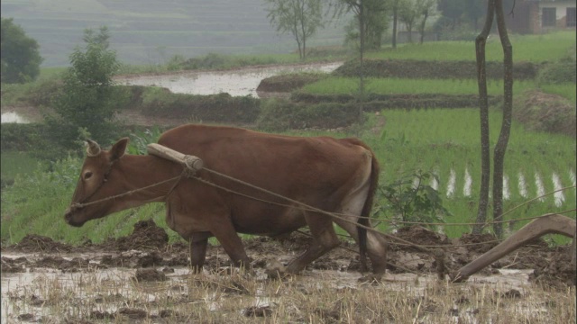 中国秦岭，红嘴椋鸟在稻田里跳跃，牛在犁地。视频素材