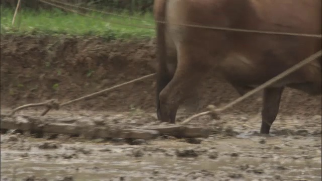 中国秦岭，牛在木台上拉着人穿过稻田来平整泥土视频素材