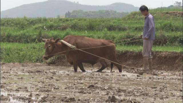 中国秦岭，牛在木台上拉着人穿过稻田来平整泥土视频素材